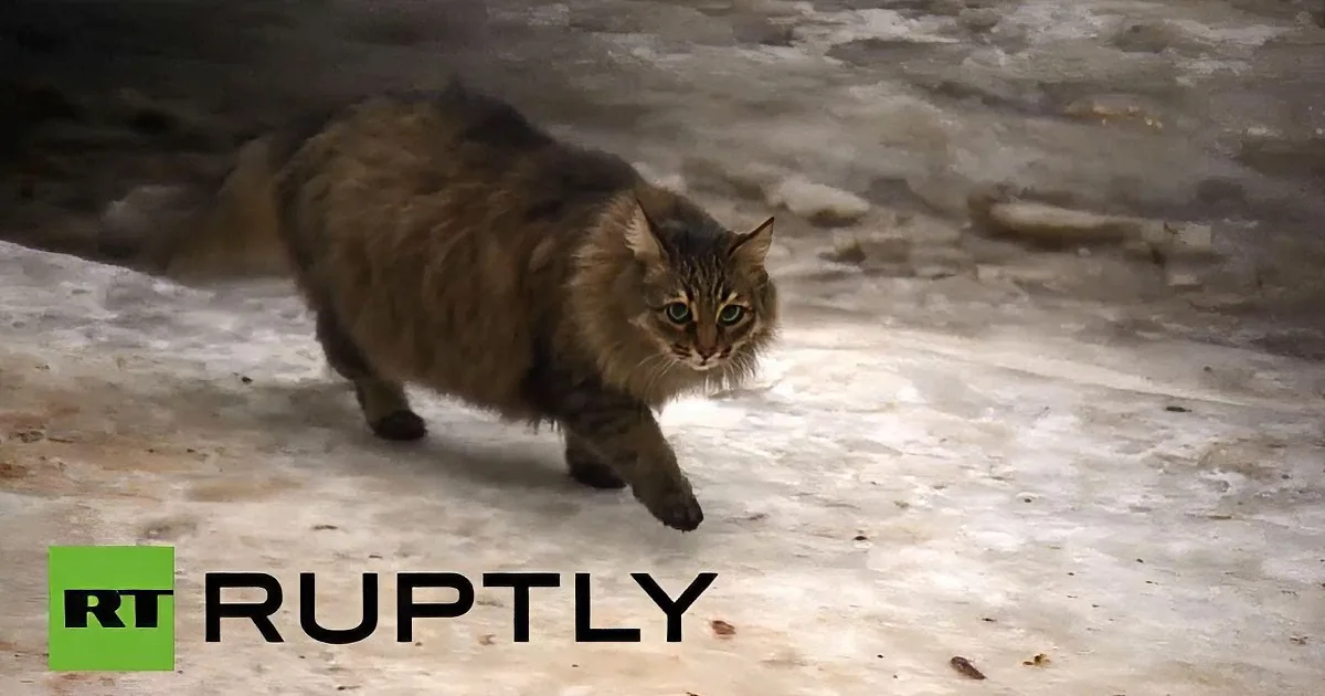 A fluffy cat with green eyes walks cautiously on a snowy ground.