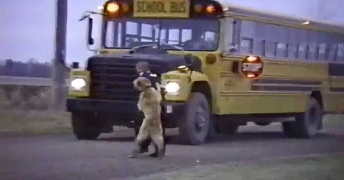 When the School Bus Arrives, These Dogs Do Something That Leave You in Stitches! LOL