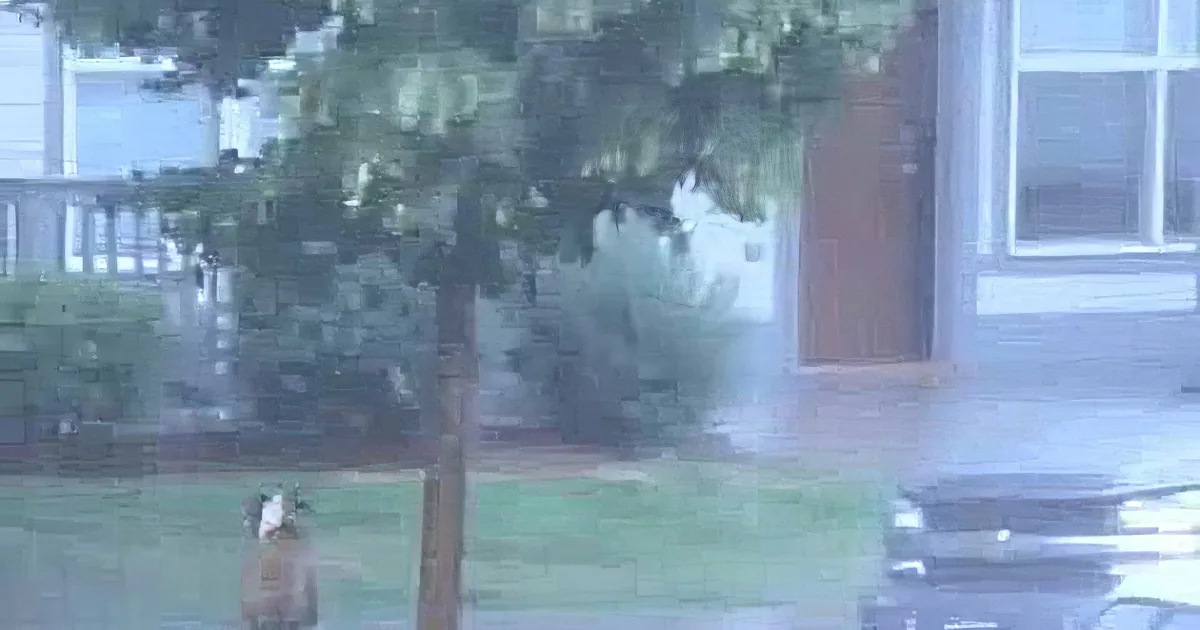 A dog stands on a wet sidewalk under heavy rain, with trees and buildings in the background.