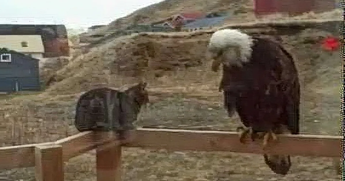 A cat and an eagle face each other on a wooden fence, with a hill and buildings in the background.