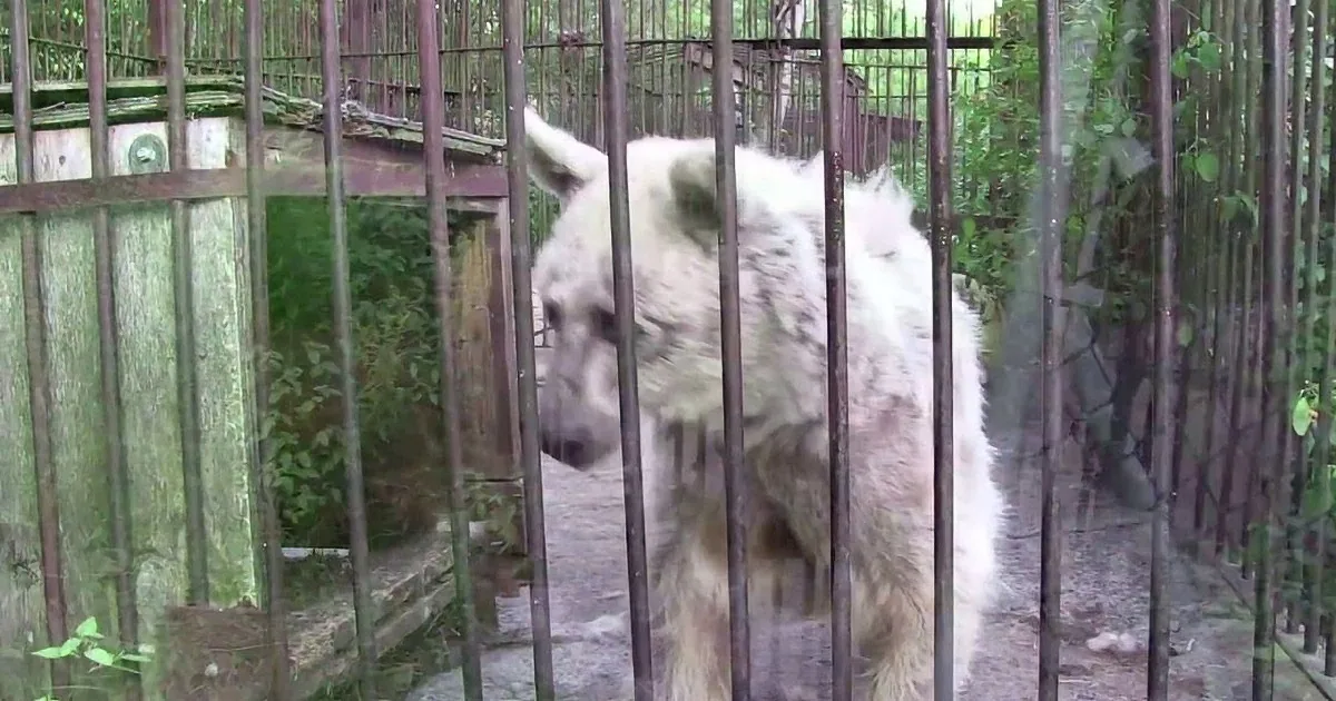 Heartrending Video of the Transformation of a Female Bear That Was Abused for 30 Years! I''m in Tears!
