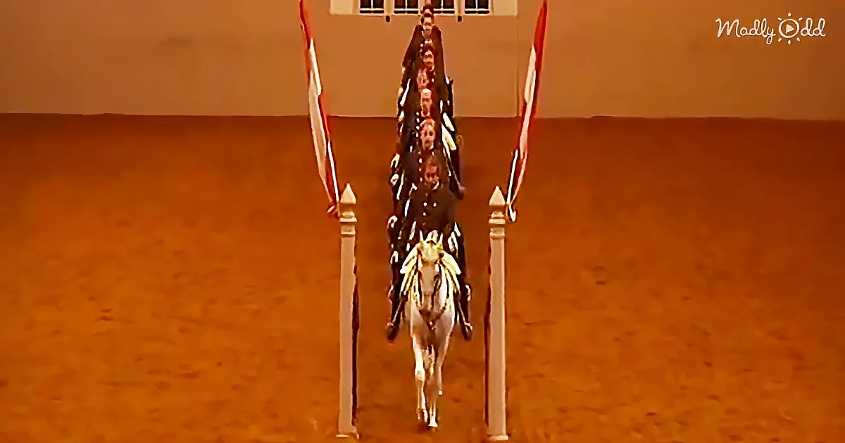 Group of Horses Perform a Majestic Synchronized Dressage Routine