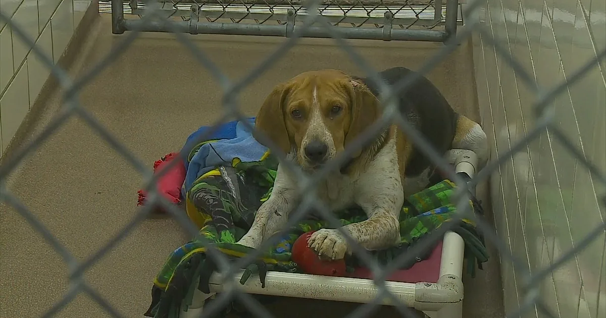 A Humane Society in Northern Minnesota Rescued 53 Dogs!