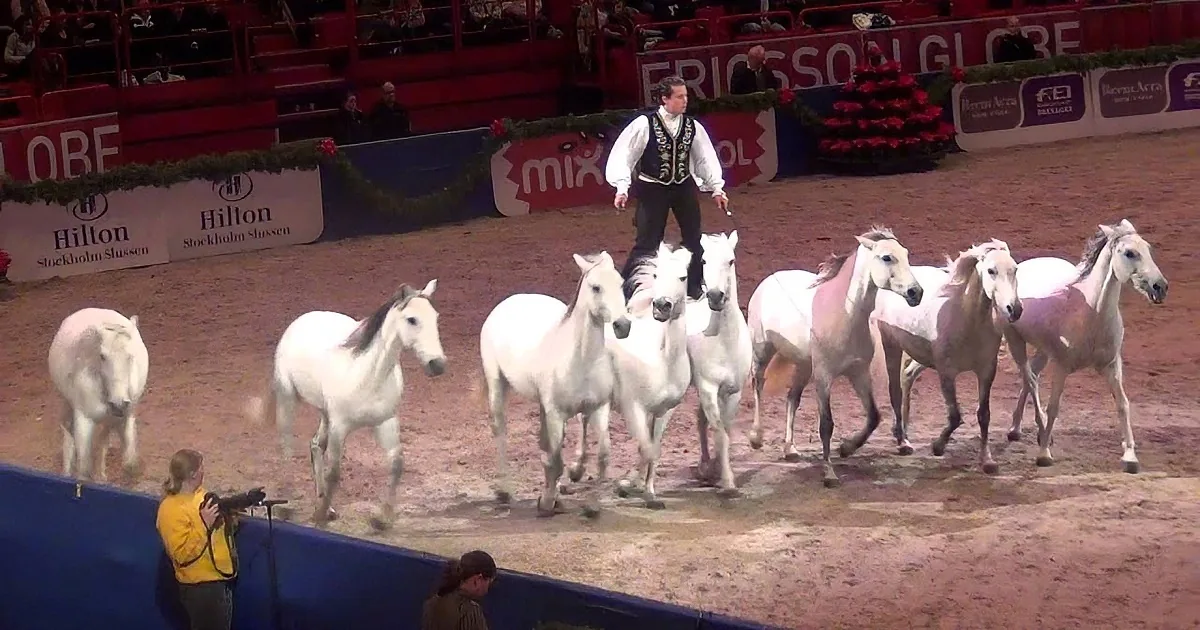This Man Leads 8 Horses Over the Obstacles Before Them at the Same!