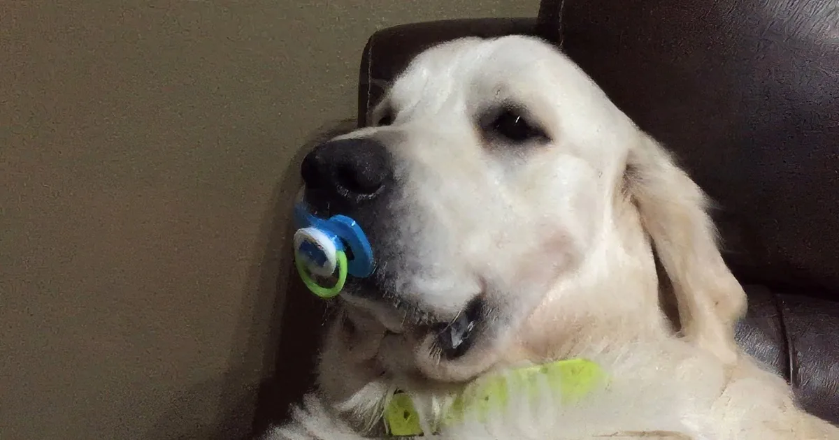 Dog Loves This Baby Pacifier, Watch What He Does When Dad Tries to Take It! LOL