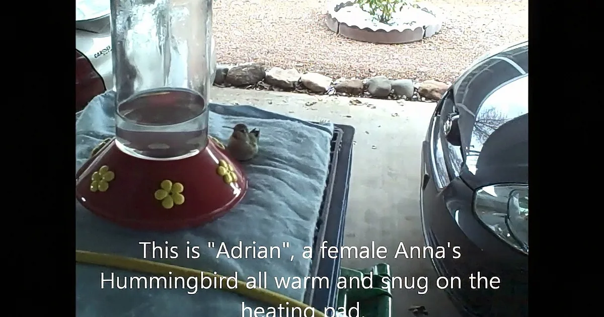 When Winter Was at Its Coldest, This Man Saved These Hummingbirds!