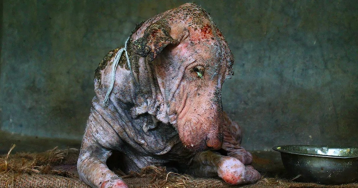 This Stray Dog Had Almost Lost All Hope, but an Animal Rescue Saved His Life! Amazing!