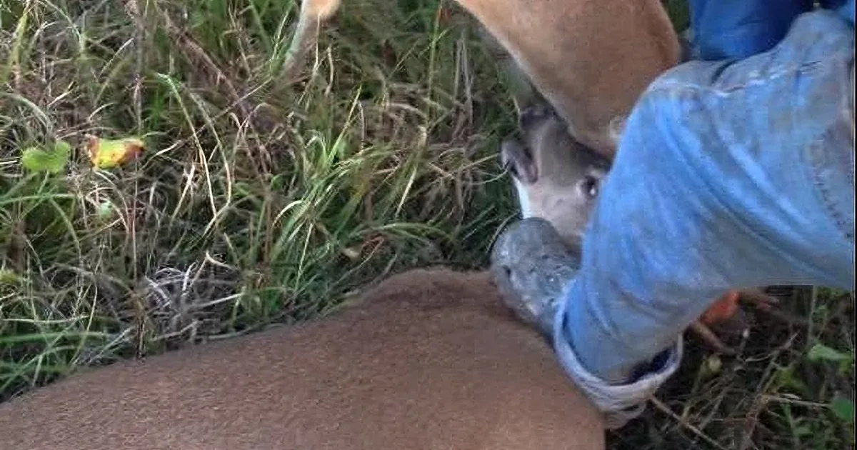 Man Finds Two Deer Trapped. Don''t Miss What They Do When He Sets Them Free!