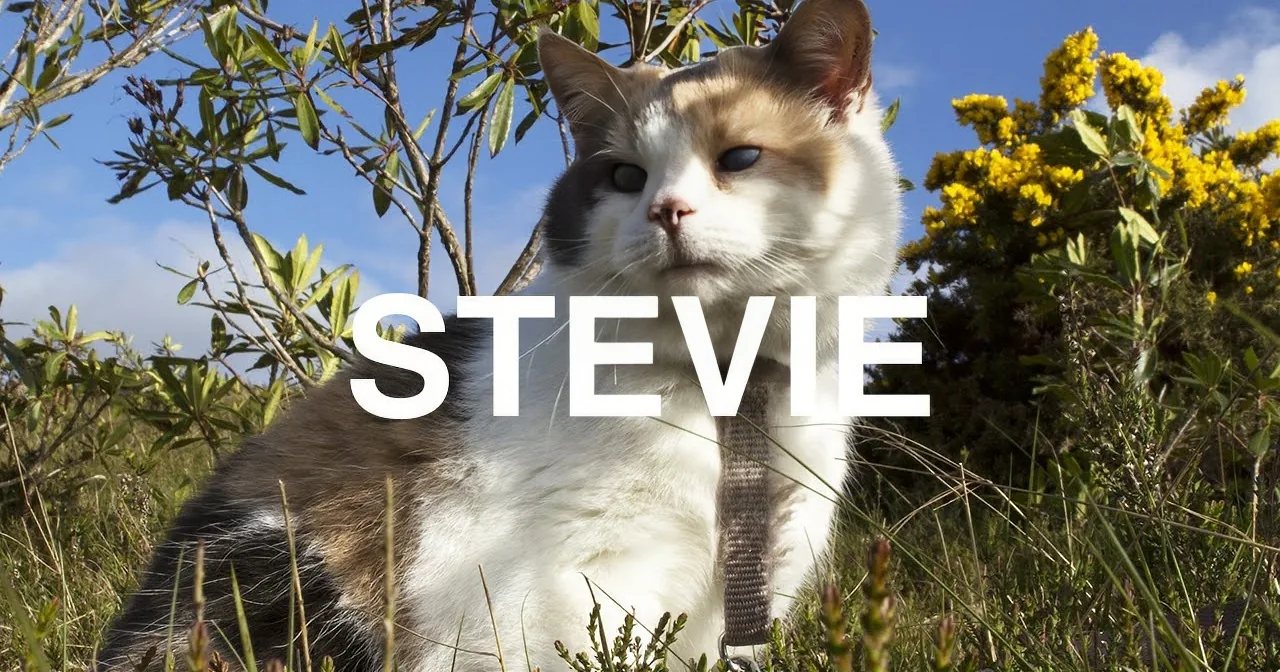 The Bond Between This Human and His Amazing Blind Cat Is Indestructible! Watch This Moving Video!