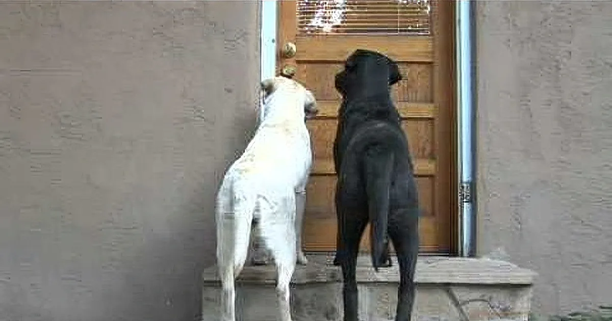 This Amazing Initiative Provides Therapy Dogs to Help Child Abuse Victims Testify!