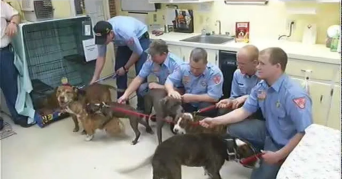 This Terrifying Fire Left Six Pitbulls and Their Owner Homeless! You Won''t Believe How They Were Saved!