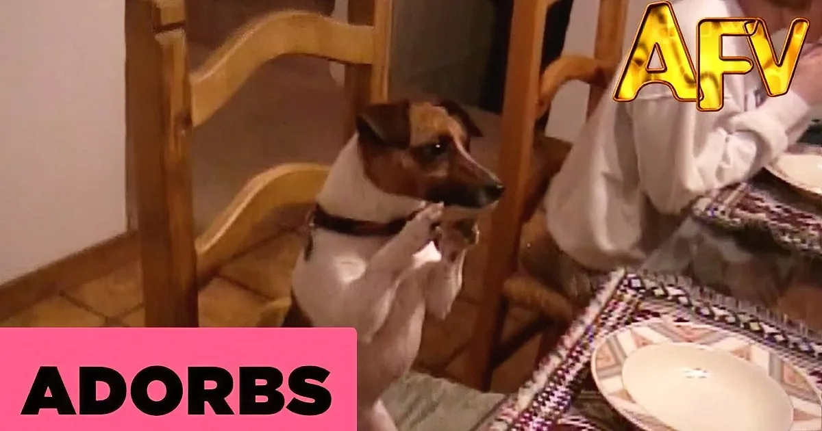 A dog wearing a white sweater sits at a table, looking up with a curious expression.