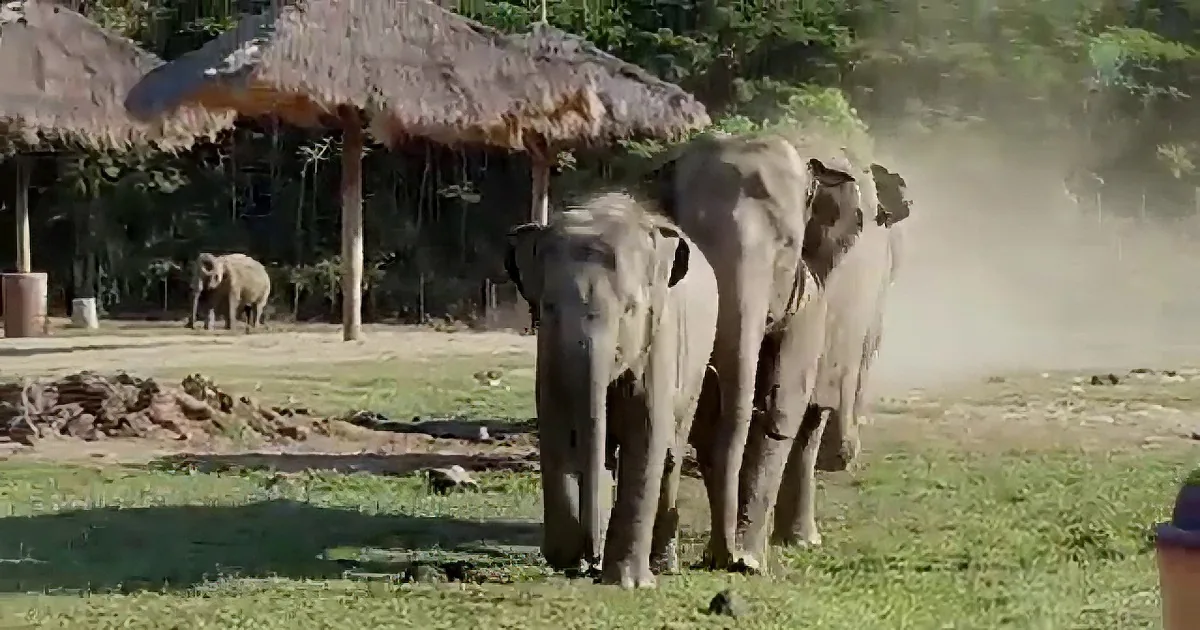 Rescue Baby Elephant Approaches a Man Driving a Tractor, You''ll Be Amazed by Them!