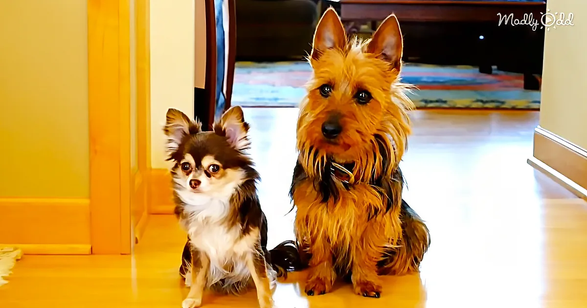 This Pooch''s Best Friend Isn''t About to Take the Blame for This Mess