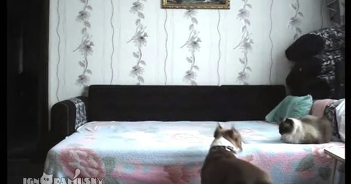 They''ve Forbid the Bed for Them. but When Dad Isn''t Home? These Pets Are Nuts!