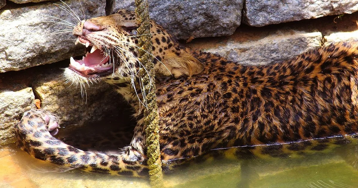 This Leopard Fell Into a Communal Well and the Villages Helped Him Out!