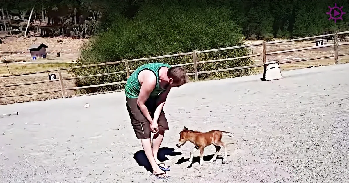 A man in a green tank top and brown shorts bends down near a small brown foal on a gravel path.