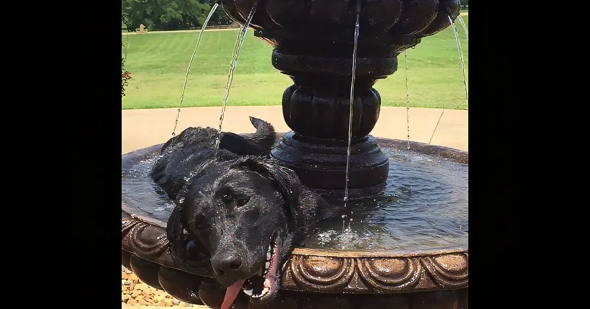 Dog Plays on a Hot Summer Day. Watch His Cool Way to Fight the Heat!