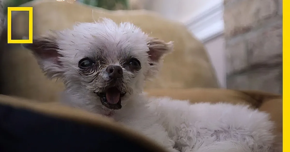 The Beautiful Animal Sanctuary Takes Care of Old Dogs! My Heart Is Melting!