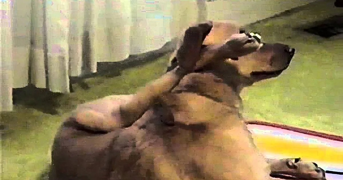 A dog is lying on a green surface, scratching its head with its paw.