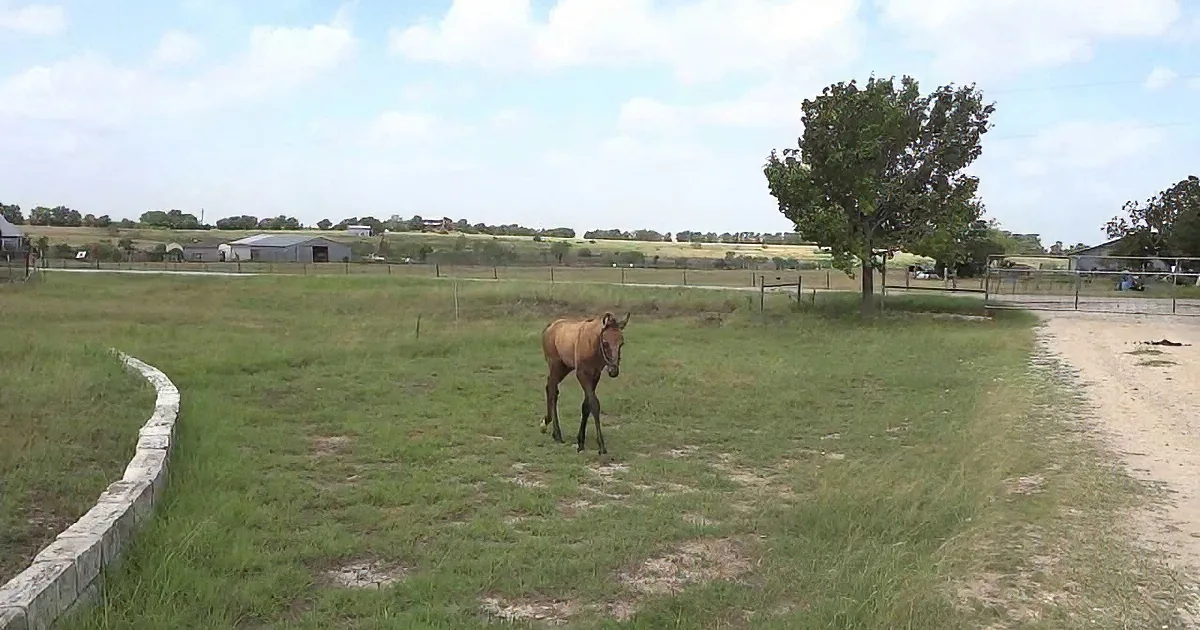 A horse and two foals graze in a grassy field with a tree and fence in the background.