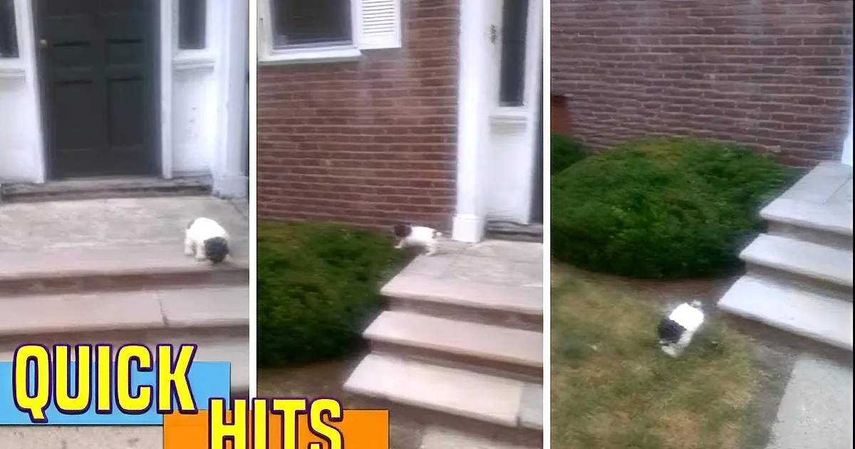 A small dog explores a front yard with steps and bushes near a house.