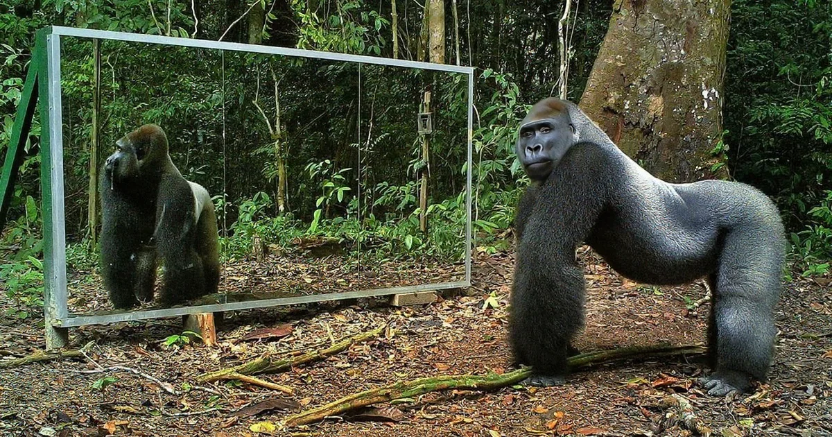 A gorilla stands in a forest, looking at its reflection in a mirror.