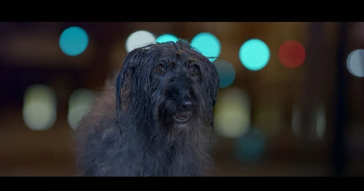 A scruffy, wet dog with dark fur and expressive eyes gazes upward, surrounded by blurred, colorful lights.
