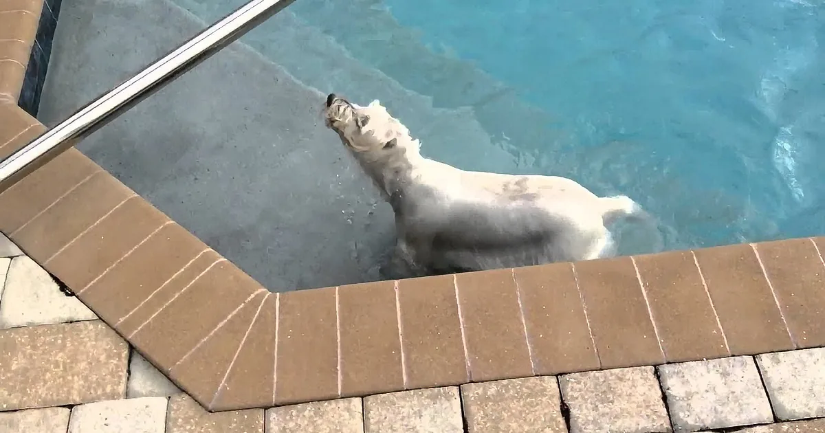You Won''t Believe This Little Dog''s Reaction to Her New House! She Warmed up Immediately!