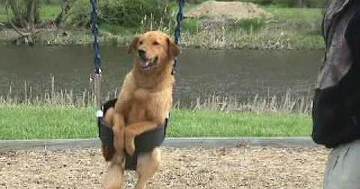 A golden retriever sits happily in a swing at a park, with a grassy area and water in the background.