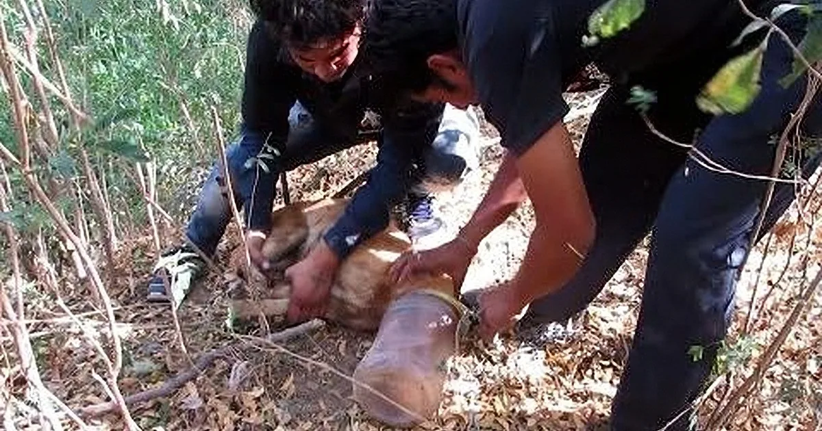 This Stray Dog Was About to Suffocate, and His Time Almost Ran Out!