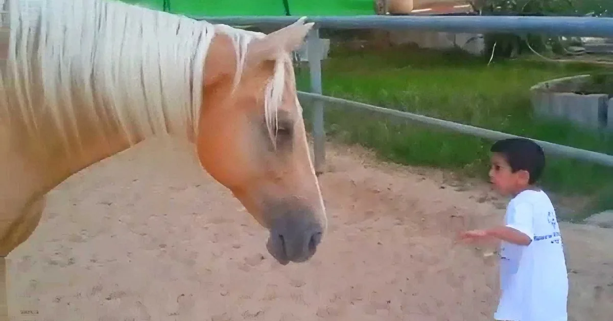 Young Boy Struggles With a Rare Disease, You Won''t Believe How He Reacted to a Horse!