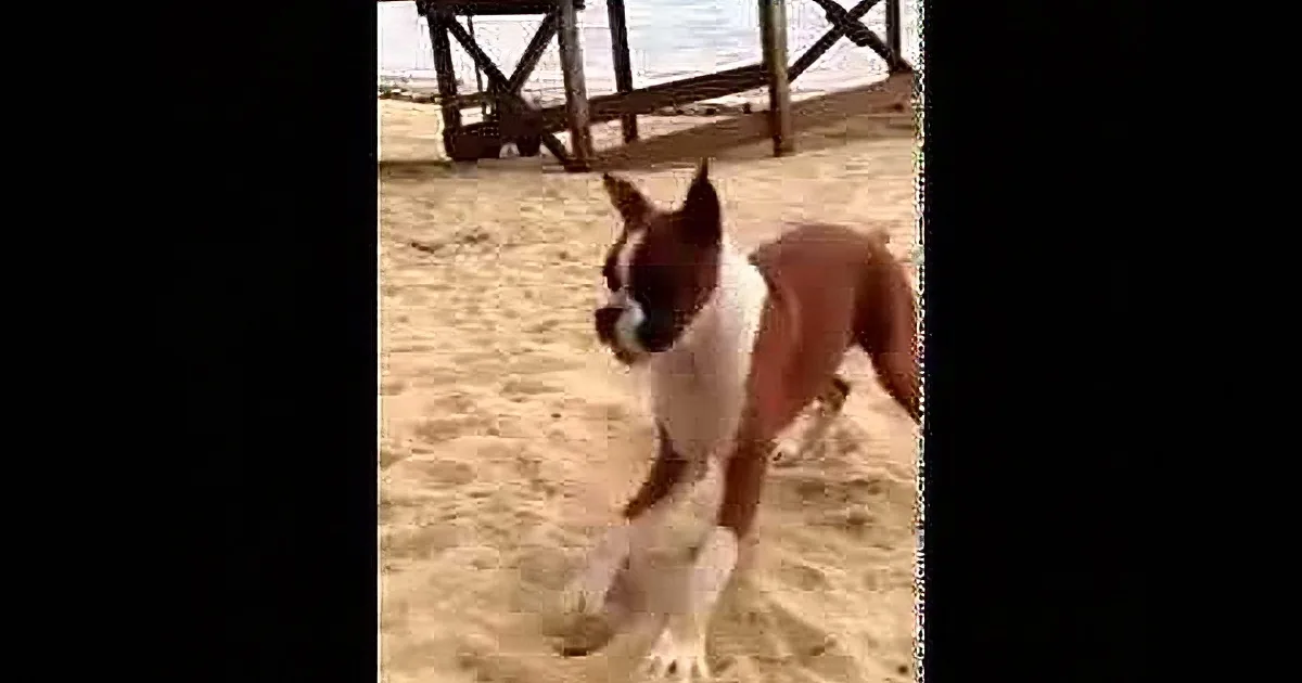 A brown and white dog stands on sandy beach, looking alert and playful.