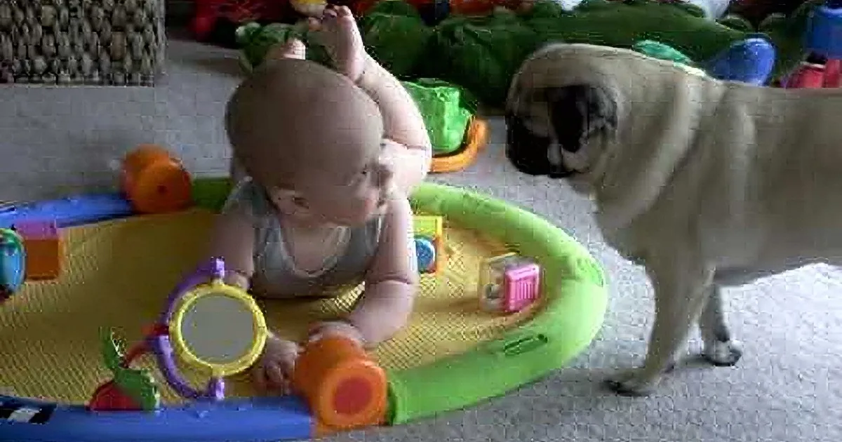 A baby and a pug are interacting with colorful toys on a play mat.