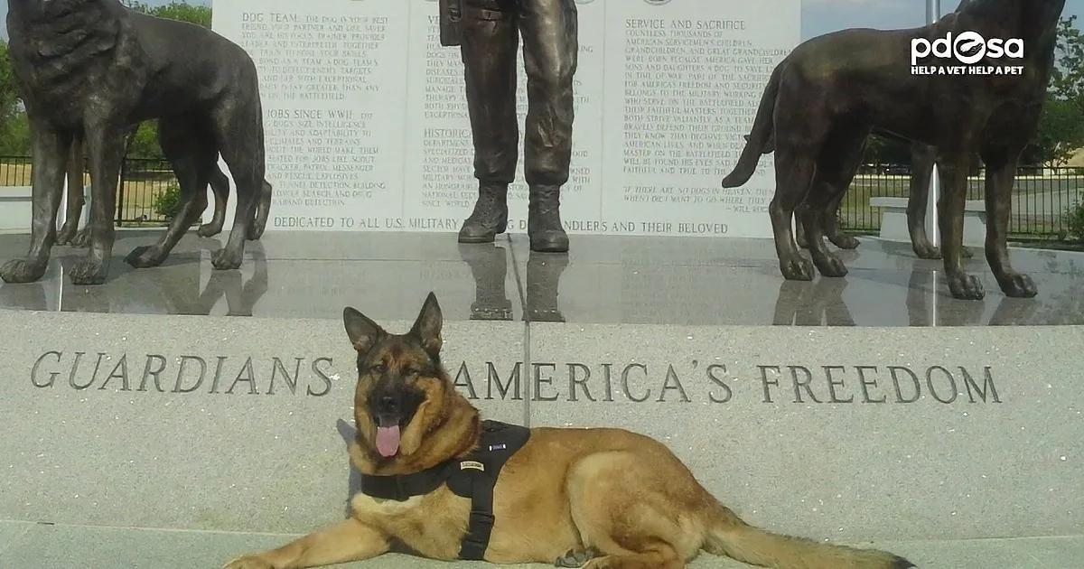 This Brave Dog Has Served the Marines for Over 8 Years! Finally She Receives the Highest Honor for Dogs!