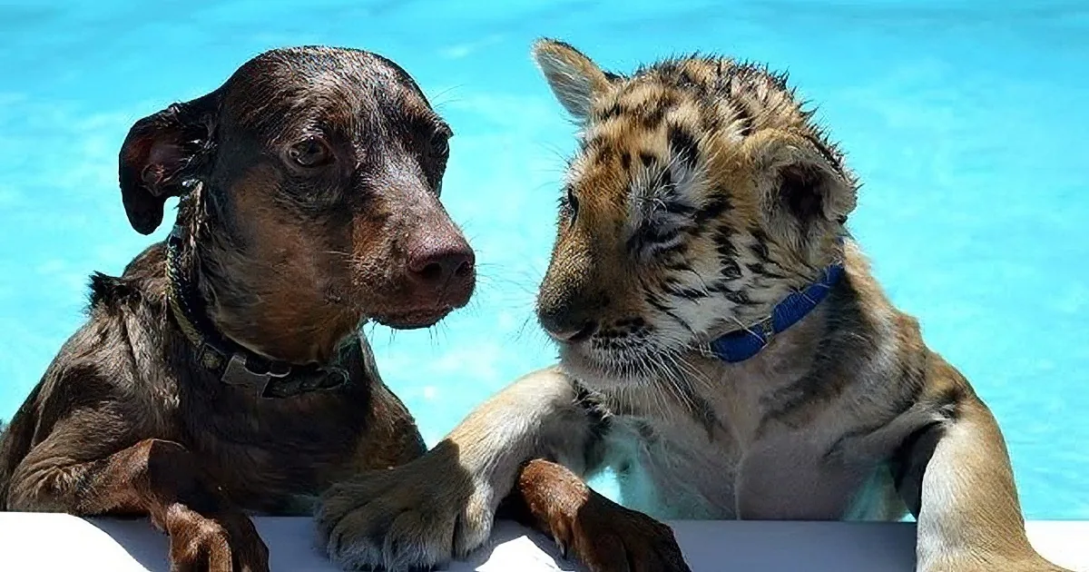 This Hyperactive Dog Became Best Friends With One Unlikely Animal! Awwww!