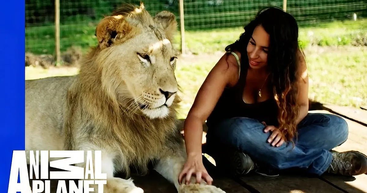A lion lies on a wooden platform, being kissed on the nose by a person sitting beside it.