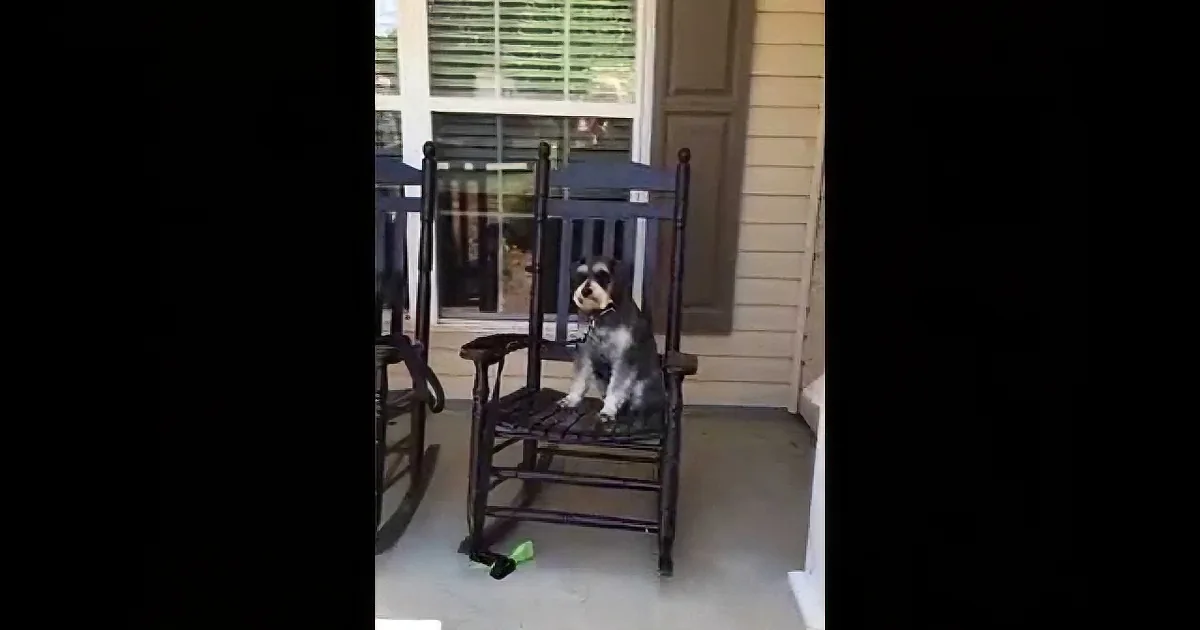 A dog sits on a rocking chair on a porch, looking alert and curious.