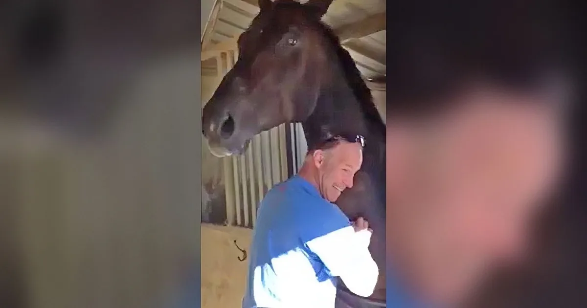 A man in a blue shirt is being playfully hugged by a large brown horse in a stable.