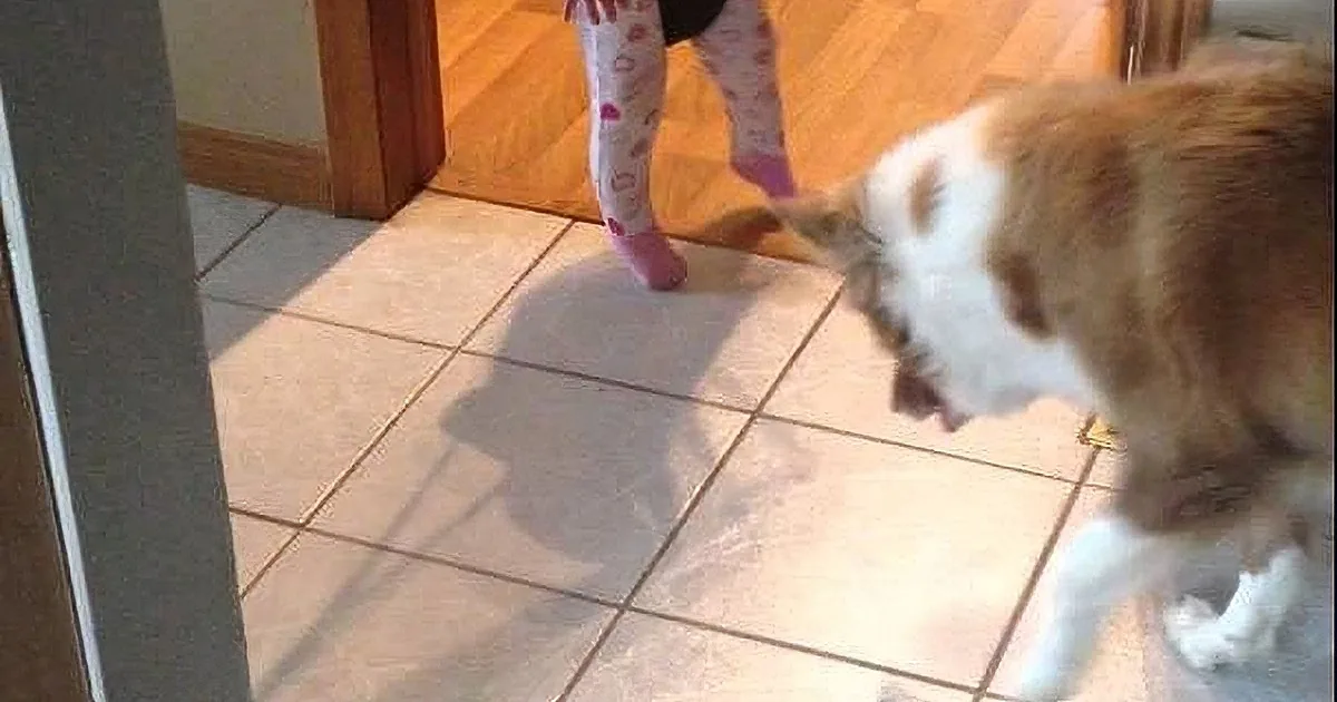 Mom Put Her Baby on His New Toy, but Don''t Miss What the Dog Did Next!