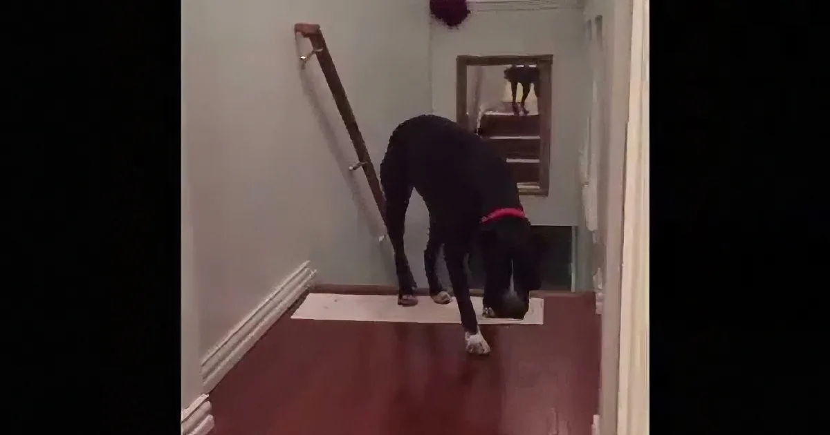 To Overcome His Biggest Fear, Dog Does the Most Hilarious Trick! He''s so Adorable.