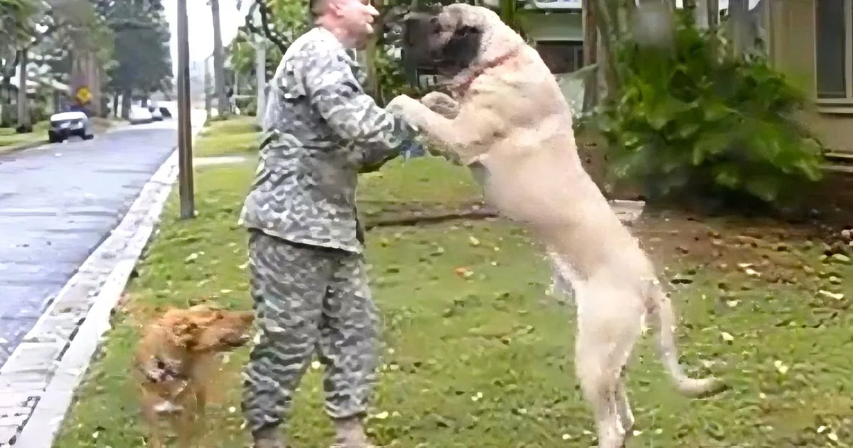 A soldier in camouflage plays with two dogs on a grassy lawn.