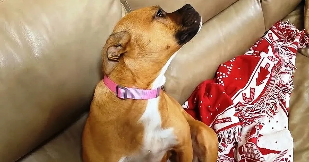 A brown and white dog wearing a pink collar is lying on a beige couch, looking up.