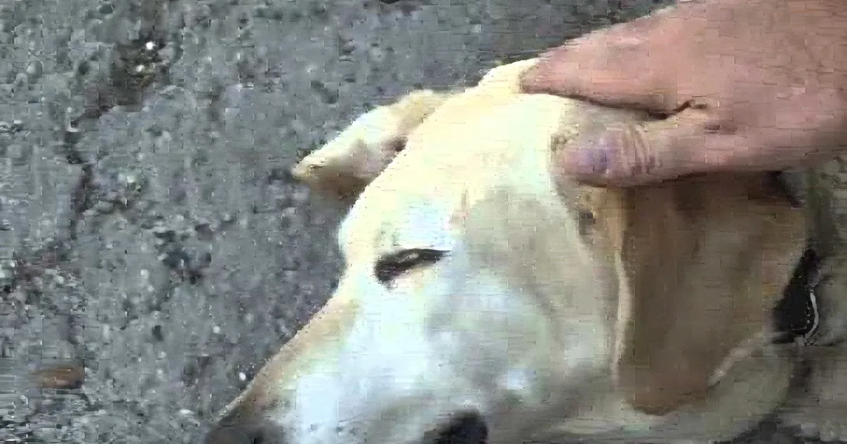 Man Drips Vinegar Into His Dog''s Ear. You Won''t Believe Why!