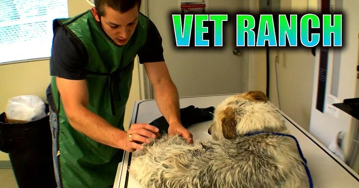 This Poor Stray Dog Was Ran Over, and on the Verge of Death! OMG