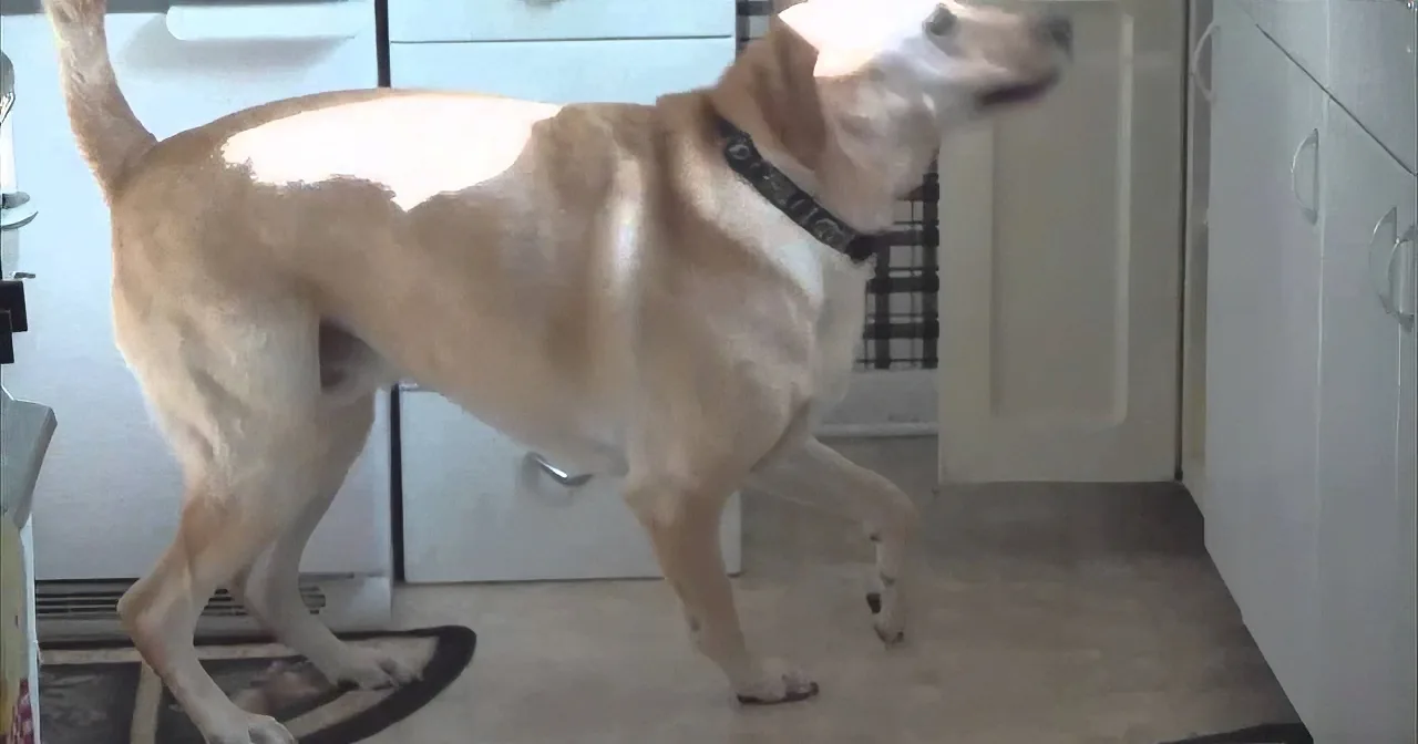 She Asks Her Dog What His Favorite Snack Is. You Won''t Believe What He Did!