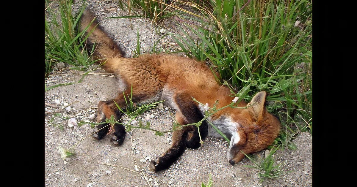 A fox is peacefully sleeping on a gravel path surrounded by green grass and small flowers.