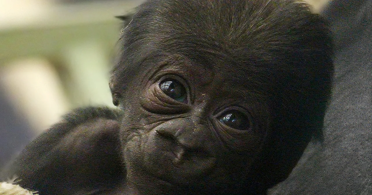 This Newborn Baby Gorilla Is His Older Sister''s Pride and Joy! You Won''t Believe Their Amazing Interaction!