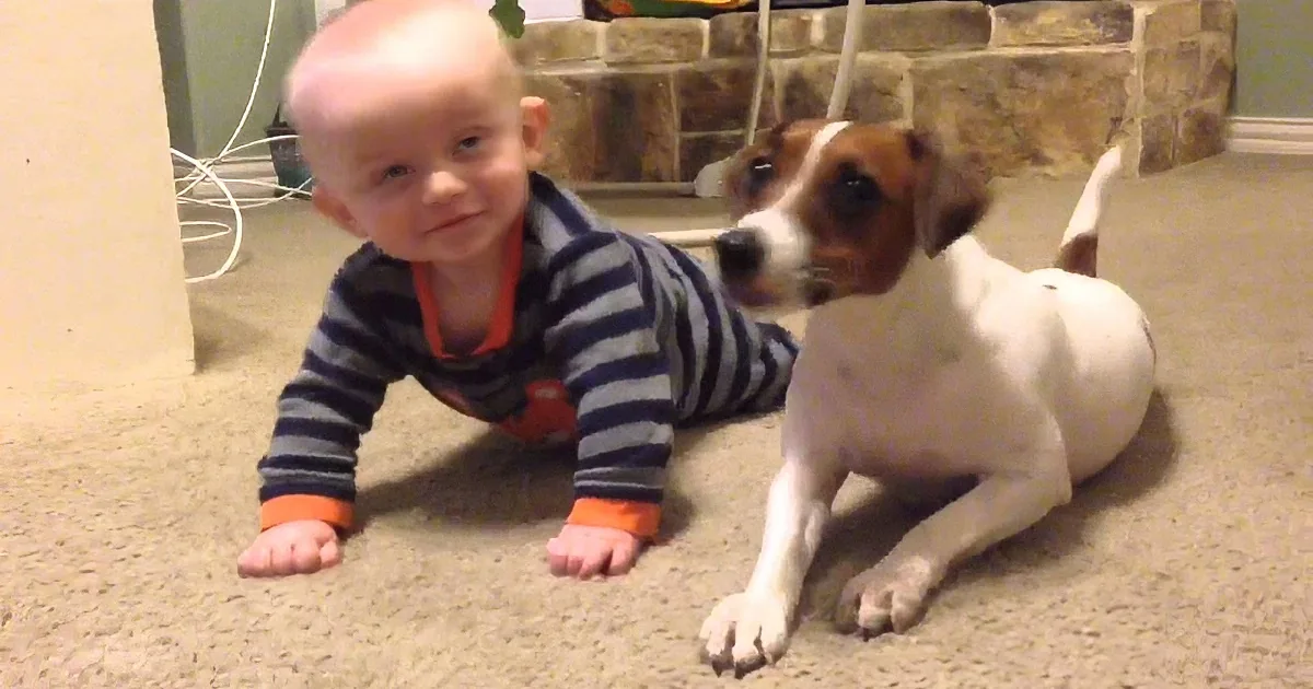 This Smart Jack Russel Terrier Give His Baby Best-Friend Pointers on How to Crawl! Awww!