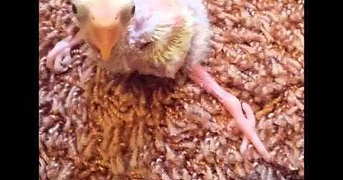 A baby bird with a yellow beak and pink feet stands on a bed of brown material.